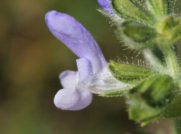 Fotografia da espécie Salvia verbenaca