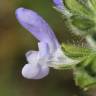 Fotografia 13 da espécie Salvia verbenaca do Jardim Botânico UTAD