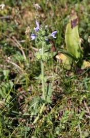 Fotografia da espécie Salvia verbenaca