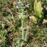 Fotografia 14 da espécie Salvia verbenaca do Jardim Botânico UTAD