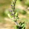 Fotografia 15 da espécie Salvia verbenaca do Jardim Botânico UTAD