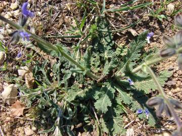 Fotografia da espécie Salvia verbenaca