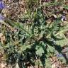 Fotografia 19 da espécie Salvia verbenaca do Jardim Botânico UTAD