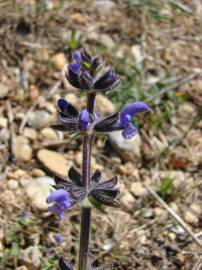 Fotografia da espécie Salvia verbenaca