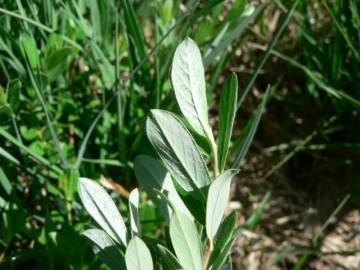 Fotografia da espécie Salix fragilis