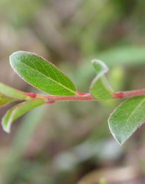 Fotografia 13 da espécie Salix fragilis no Jardim Botânico UTAD