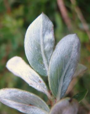 Fotografia 14 da espécie Salix fragilis no Jardim Botânico UTAD