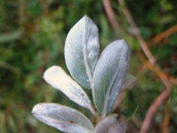 Fotografia da espécie Salix fragilis