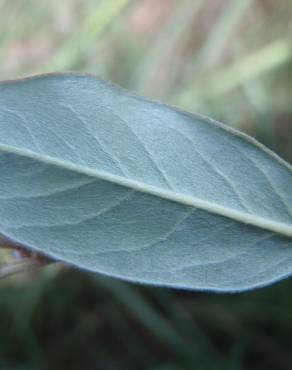 Fotografia 15 da espécie Salix fragilis no Jardim Botânico UTAD