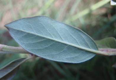 Fotografia da espécie Salix fragilis