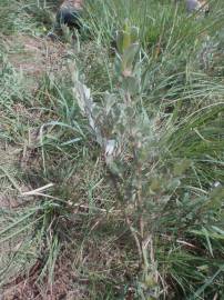 Fotografia da espécie Salix fragilis