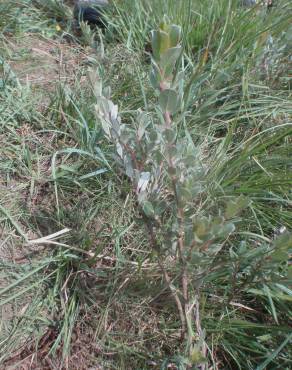 Fotografia 16 da espécie Salix fragilis no Jardim Botânico UTAD