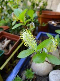 Fotografia da espécie Salix fragilis