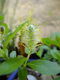 Fotografia da espécie Salix fragilis