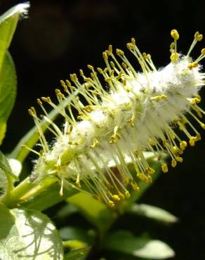 Fotografia 20 da espécie Salix fragilis no Jardim Botânico UTAD
