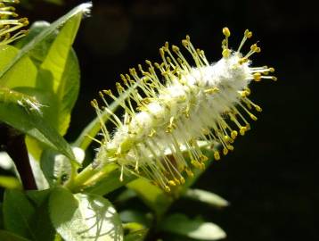 Fotografia da espécie Salix fragilis