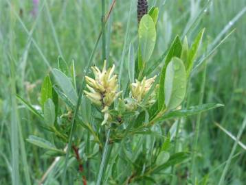 Fotografia da espécie Salix fragilis