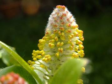 Fotografia da espécie Salix fragilis