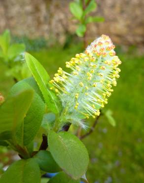 Fotografia 24 da espécie Salix fragilis no Jardim Botânico UTAD