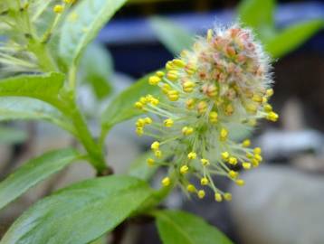 Fotografia da espécie Salix fragilis