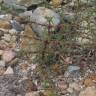 Fotografia 11 da espécie Salsola soda do Jardim Botânico UTAD