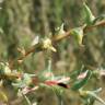 Fotografia 15 da espécie Salsola soda do Jardim Botânico UTAD