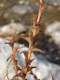 Fotografia da espécie Salsola soda