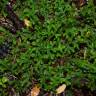Fotografia 8 da espécie Selaginella kraussiana do Jardim Botânico UTAD