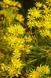 Fotografia da espécie Senecio inaequidens