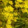 Fotografia 8 da espécie Senecio inaequidens do Jardim Botânico UTAD