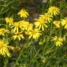 Fotografia 9 da espécie Senecio inaequidens do Jardim Botânico UTAD