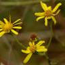 Fotografia 10 da espécie Senecio inaequidens do Jardim Botânico UTAD