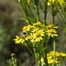 Fotografia 12 da espécie Senecio inaequidens do Jardim Botânico UTAD