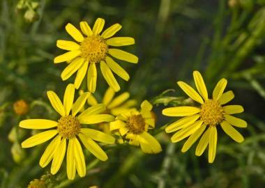 Fotografia da espécie Senecio inaequidens