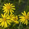 Fotografia 13 da espécie Senecio inaequidens do Jardim Botânico UTAD