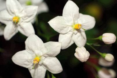 Fotografia da espécie Solanum laxum