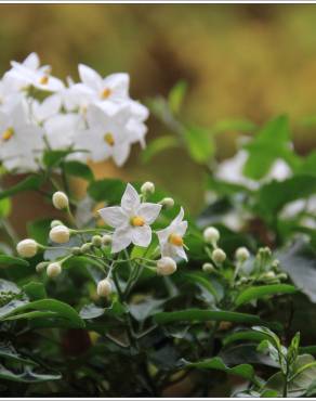 Fotografia 12 da espécie Solanum laxum no Jardim Botânico UTAD