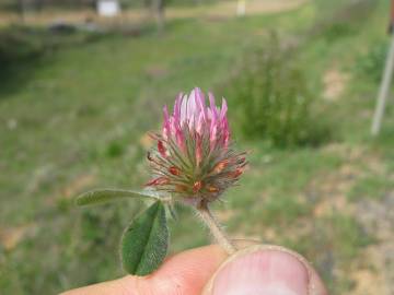 Fotografia da espécie Trifolium hirtum