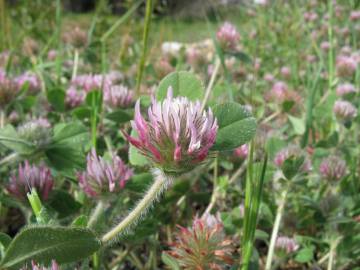 Fotografia da espécie Trifolium hirtum