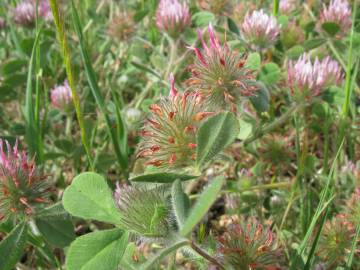 Fotografia da espécie Trifolium hirtum