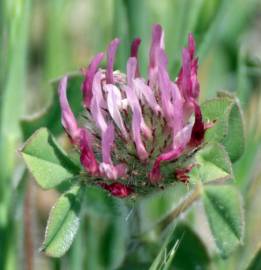 Fotografia da espécie Trifolium hirtum