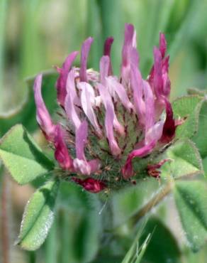 Fotografia 6 da espécie Trifolium hirtum no Jardim Botânico UTAD