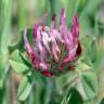 Fotografia 6 da espécie Trifolium hirtum do Jardim Botânico UTAD