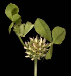 Fotografia da espécie Trifolium glomeratum