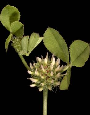 Fotografia 6 da espécie Trifolium glomeratum no Jardim Botânico UTAD