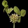 Fotografia 6 da espécie Trifolium glomeratum do Jardim Botânico UTAD