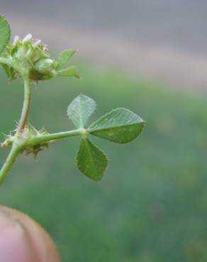 Fotografia 7 da espécie Trifolium glomeratum no Jardim Botânico UTAD