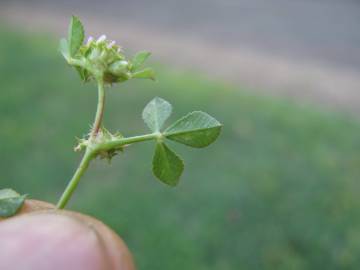 Fotografia da espécie Trifolium glomeratum