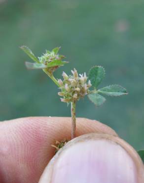 Fotografia 8 da espécie Trifolium glomeratum no Jardim Botânico UTAD