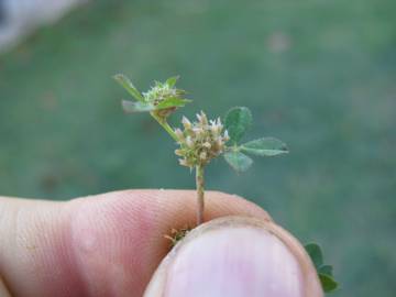 Fotografia da espécie Trifolium glomeratum